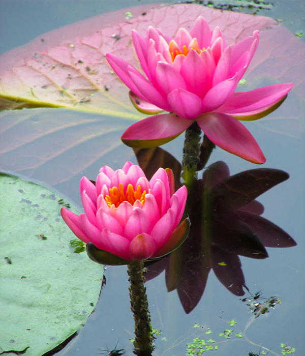 Pink flowers in pond