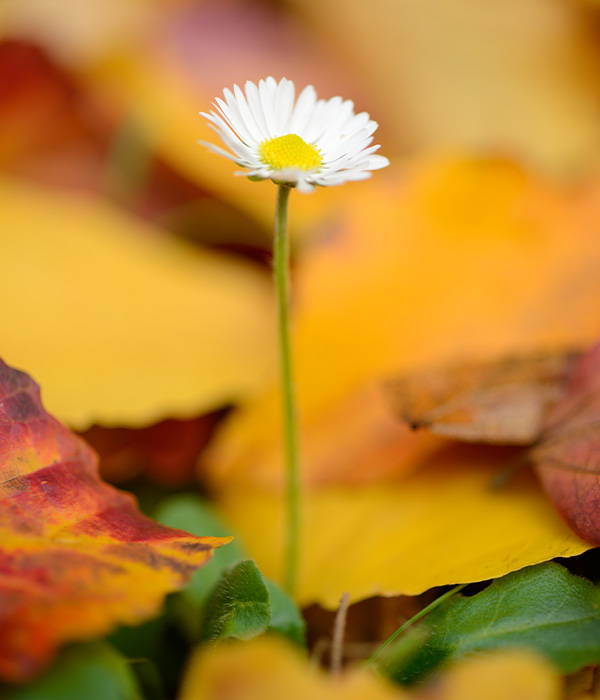 Autumn Flower