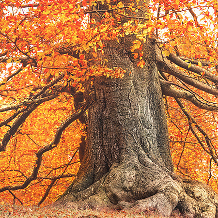 Picture of Tree