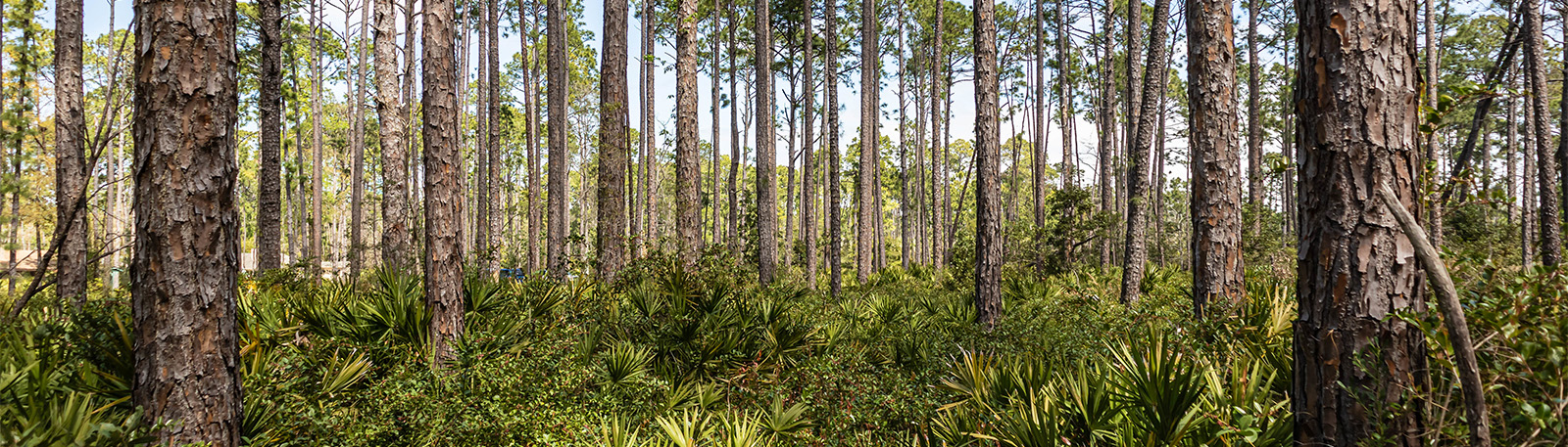 peaceful forest