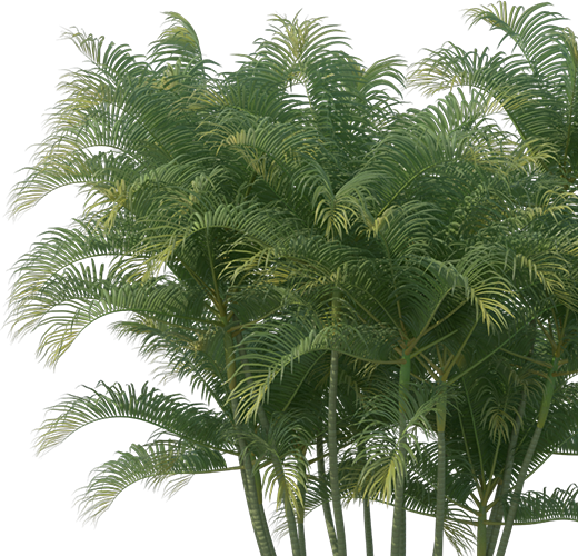 Palm Tree
