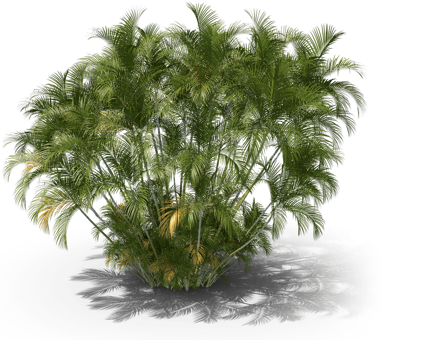 Florida Tree