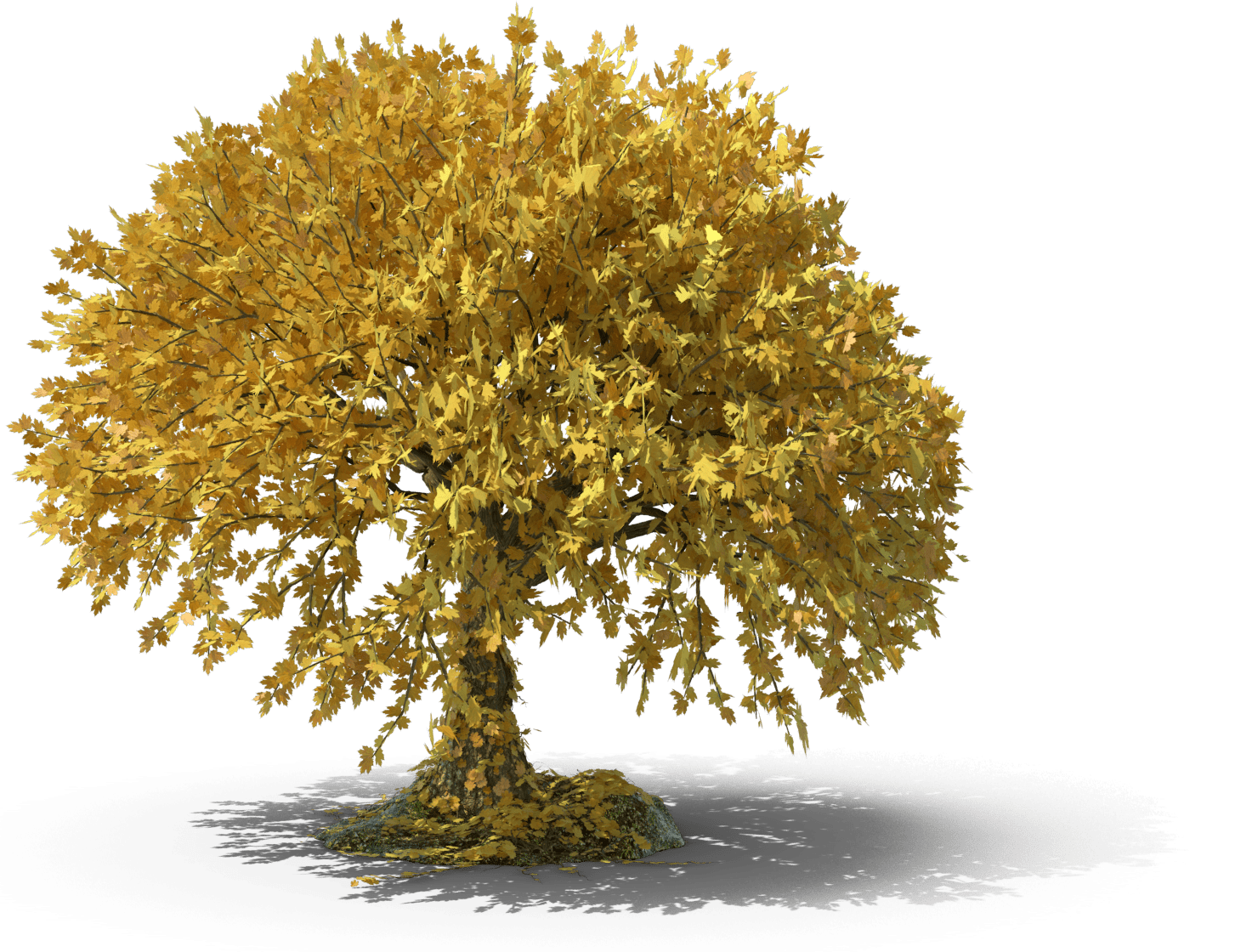 Autumn Tree